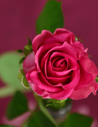 Shirley J. Rex Obituary